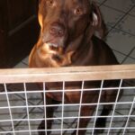 Jailed